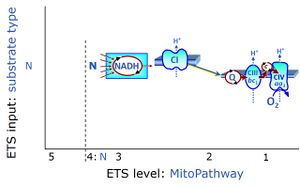 Nadh Electron Transfer Pathway State Bioblast